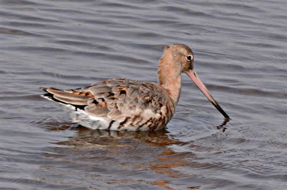 godwit